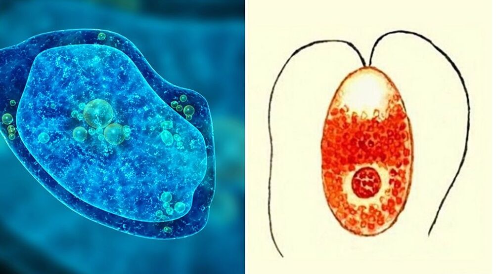 pirmuonių parazitų dizenterinė ameba ir maliarinė plazmodija