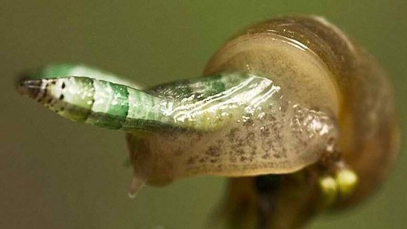 Leukochloridia yra paradoksalu
